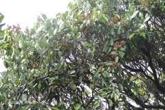 Syzygium densiflorum